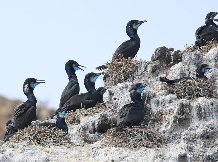 Kiddie Land of Cormorant, United States